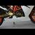 Belly Pan, Race/Street, (GRP, painted White), WSS300 TYGA Version, KTM RC390 6